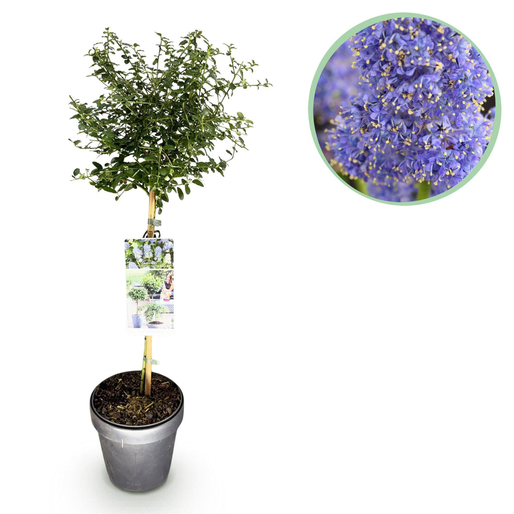 Kalifornischer Flieder Ceanothus thyrsiflorus Repens Ø19cm Höhe90cm – Immergrüner Zierstrauch mit blau – lila Blüten – Plant