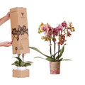 Surprise Diamond Orchideenbox – Phalaenopsis Orchidee Ø9cm – Überraschungsbox mit einzigartigen Blütenmustern & Farben – Plant