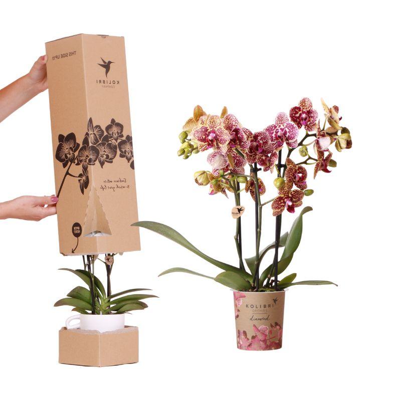 Surprise Diamond Orchideenbox – Phalaenopsis Orchidee Ø9cm – Überraschungsbox mit einzigartigen Blütenmustern & Farben – Plant