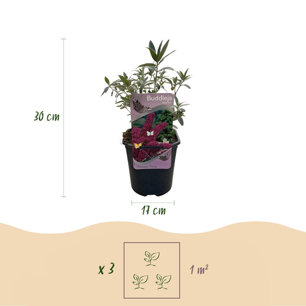 Schmetterlingsstrauch Buddleja davidii Royal Red – Rote Blüten – Laubabwerfend – Schmetterlingsfreundlich – 17cm Höhe 25cm – Plant