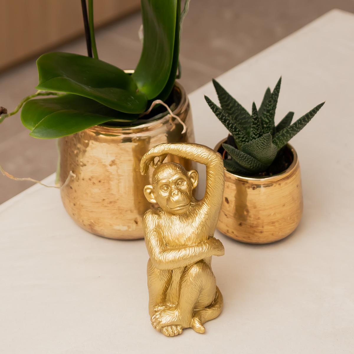 Weiße Phalaenopsis Orchidee Amabilis – Luxuriöser Ziertopf Gold Ø9cm – 40cm hohe blühende Zimmerpflanze – Frisch vom Züchter – Plant