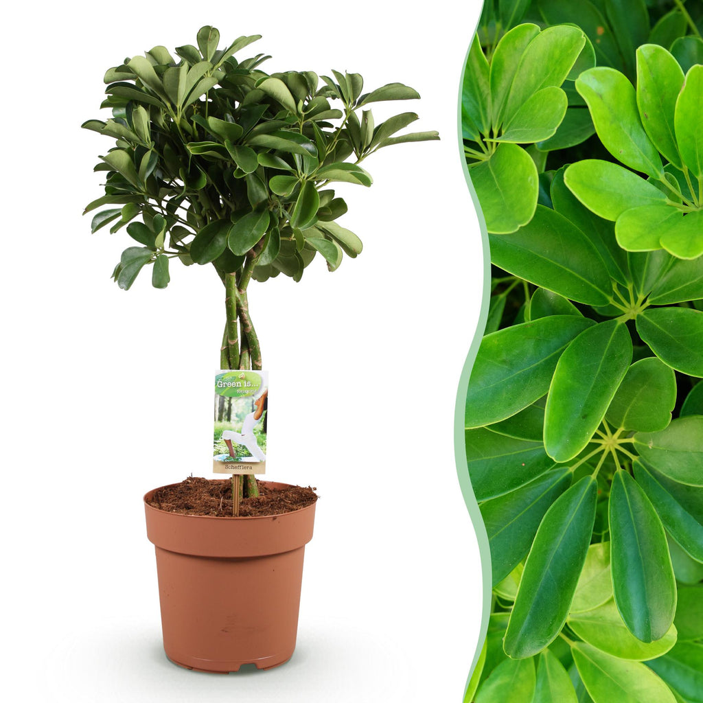 Schefflera Nora – 70-82cm – 21cm – Pflegeleichter Fingerbaum – Dunkelgrüne Zimmerpflanze für Wohnzimmer, Büro & Schlafzimmer – Luftreinigend & robust – Plant