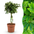 Schefflera Nora – 70-82cm – 21cm – Pflegeleichter Fingerbaum – Dunkelgrüne Zimmerpflanze für Wohnzimmer, Büro & Schlafzimmer – Luftreinigend & robust – Plant