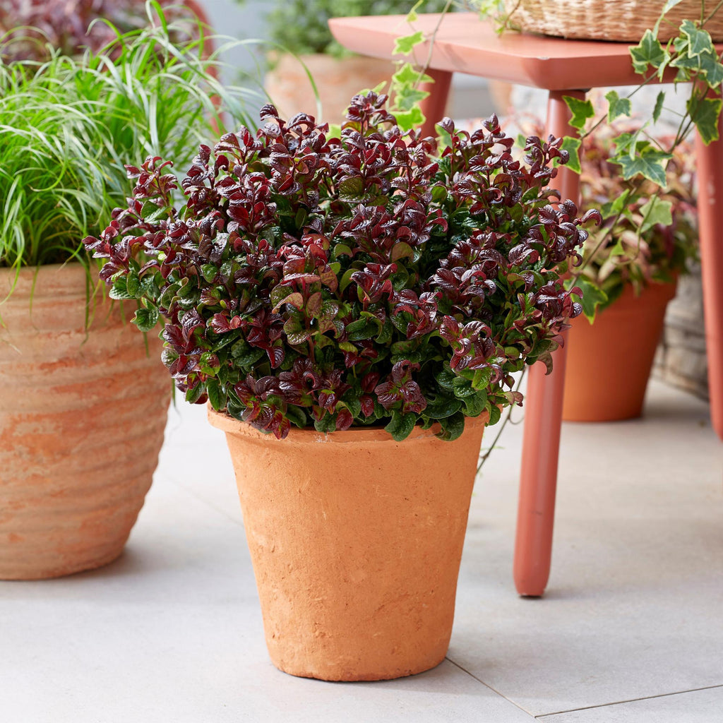 Traubenheide Leucothoe Curly Gold – 17cm Höhe ca.40cm – Immergrün & farbintensiv – Goldgelbes lockiges Laub für Beet Balkon Terrasse – Pflegeleichter dekorativer Zierstrauch – Plant