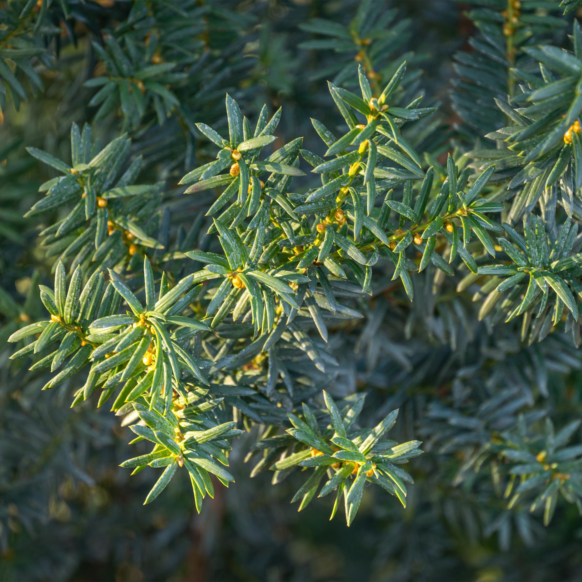Taxus media Hillii – 6 Pflanzen für 1 Meter Hecke – Immergrün & winterhart – Eibe für dichte, schnittfeste Hecken – Ø17cm – Höhe ca. 60cm – Plant