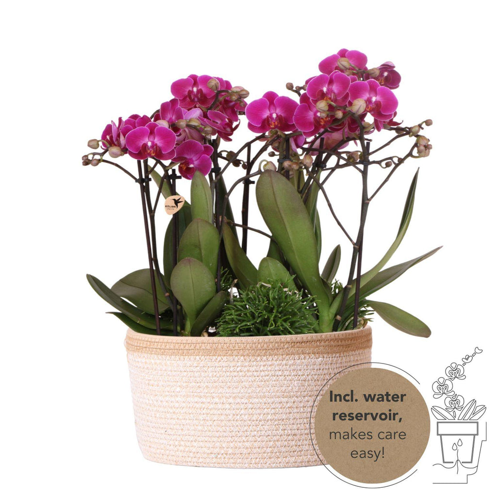 Lila Pflanzenset im Baumwollkorb – 3 Orchideen Morelia & 3 Grünpflanzen Rhipsalis – Ø9cm – Mit autarkem Wassertank & Dochtsystem – Plant