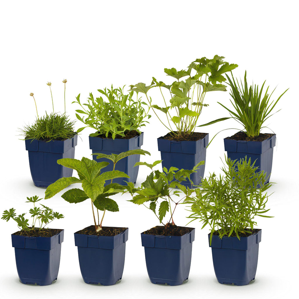 Staudenset – Weiß – 6 weiße Blühstauden – Für 1m² Beet – Pflegeleicht – Eleganter Blütenteppich – Für sonnige Standorte – Ø11cm – Plant