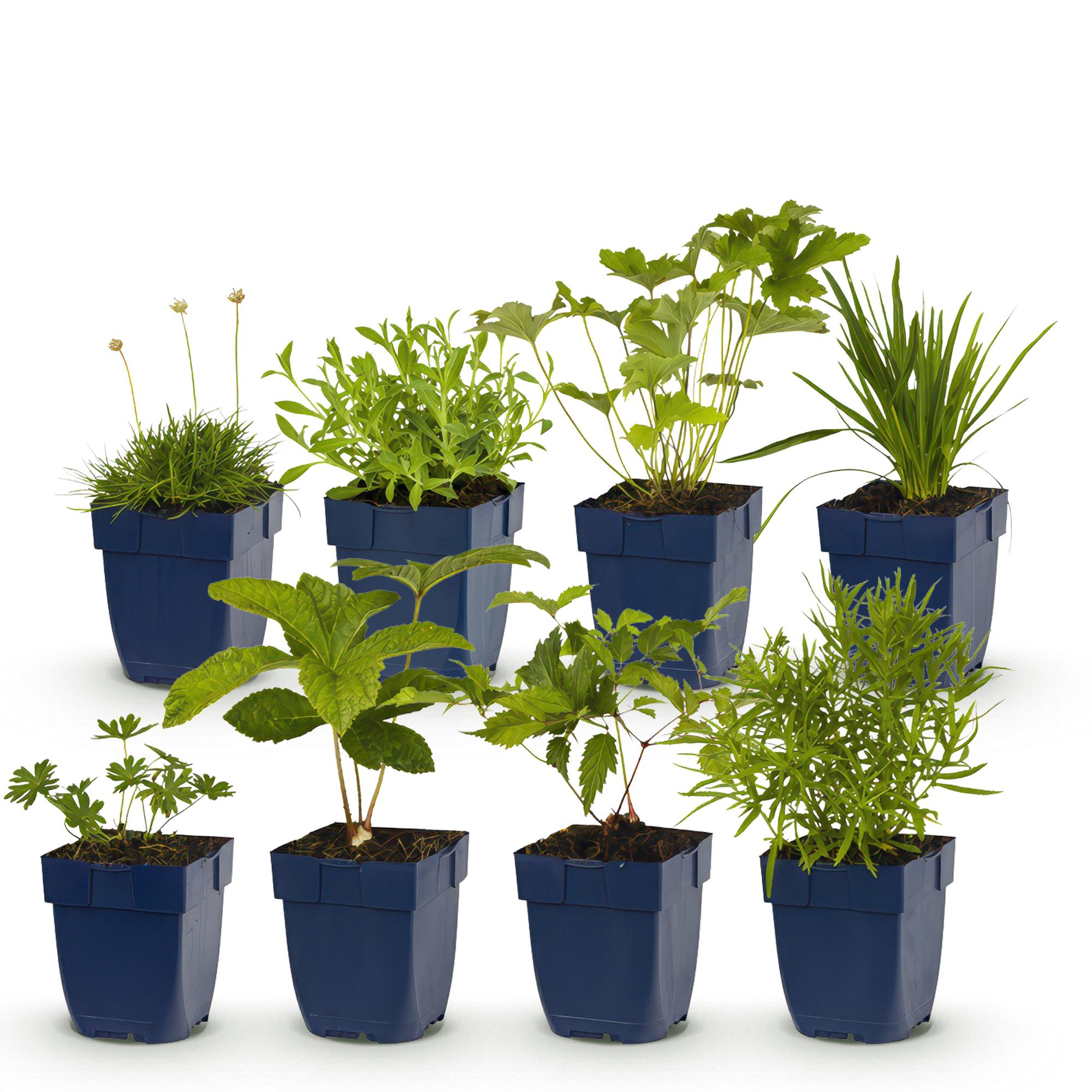 Staudenset – Weiß – 6 weiße Blühstauden – Für 1m² Beet – Pflegeleicht – Eleganter Blütenteppich – Für sonnige Standorte – Ø11cm – Plant
