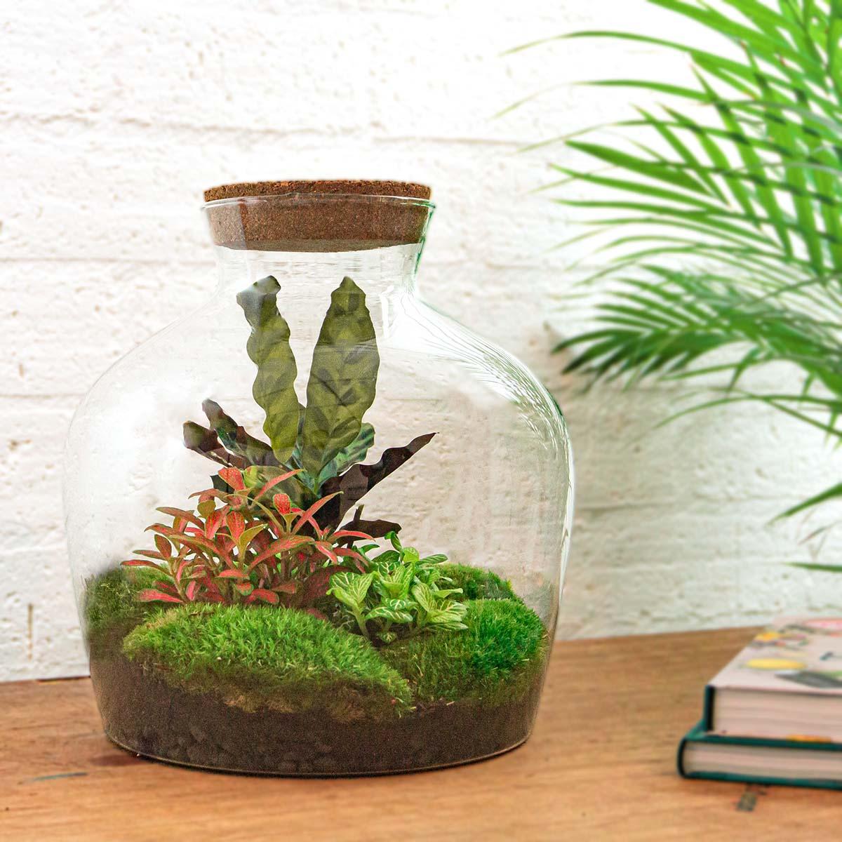 Flaschengarten DIY Bausatz – Terrarium Fat Joe Rot – Ø29cm x ↕30cm – Selbstversorgendes Pflanzterrarium mit Moosen & Zimmerpflanzen – Plant