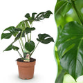 Monstera Deliciosa Fensterblatt – Grün – 21cm – Höhe 70-80cm – Pflegeleichte tropische Zimmerpflanze für Wohnräume – Dekoratives großes Blattwerk – Plant