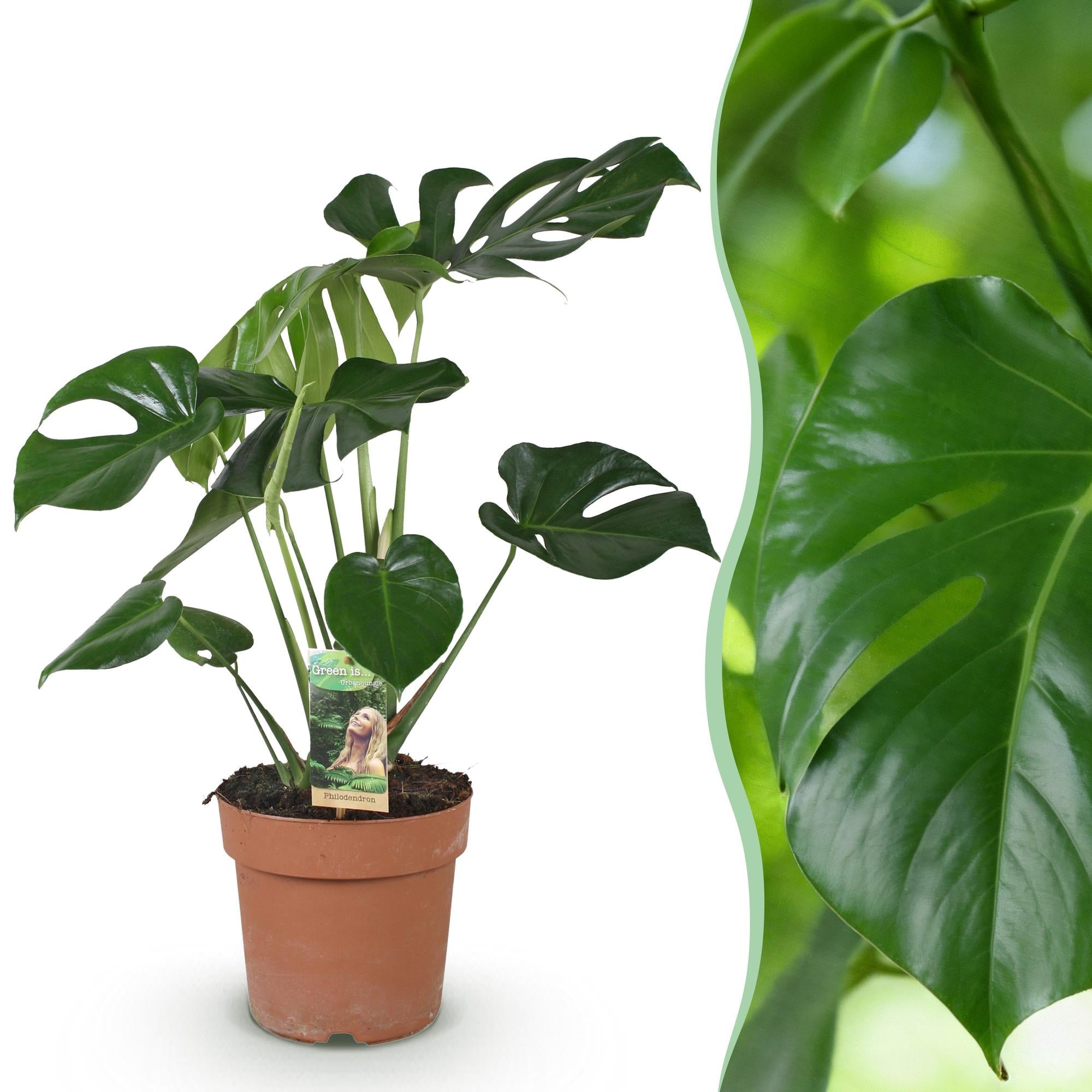 Monstera Deliciosa Fensterblatt – Grün – 21cm – Höhe 70-80cm – Pflegeleichte tropische Zimmerpflanze für Wohnräume – Dekoratives großes Blattwerk – Plant