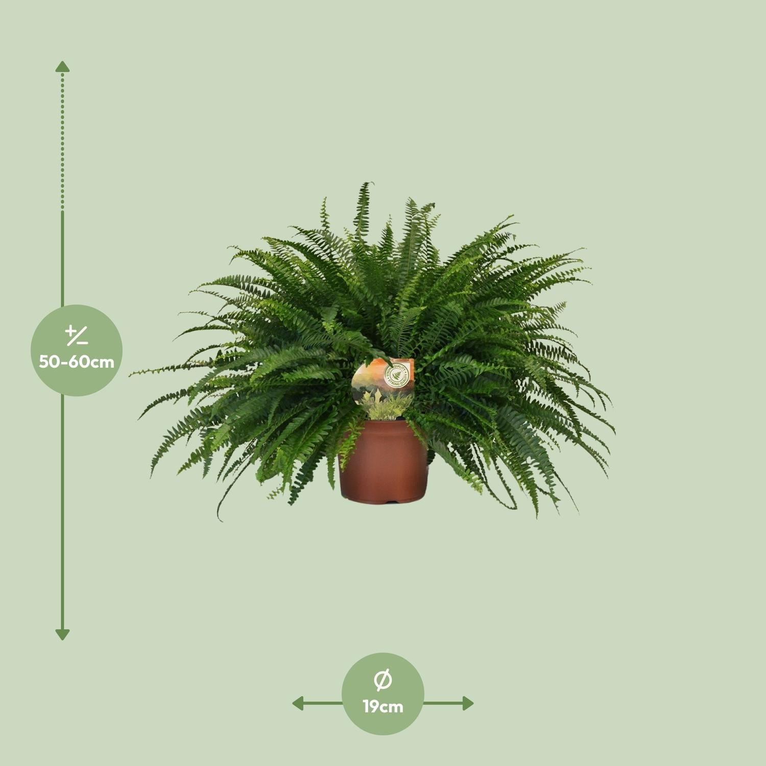 Nephrolepis 'Green Lady' – Bostonfarn Zimmerpflanze – Ø19cm – ca. 60cm hoch – Luftreinigend & pflegeleicht – Plant