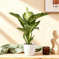 Dieffenbachia Tropic Snow Zimmerpflanze mit weißem Topf Ø21cm Höhe 90-100cm Pflegeleichte große Grünpflanze mit weiß