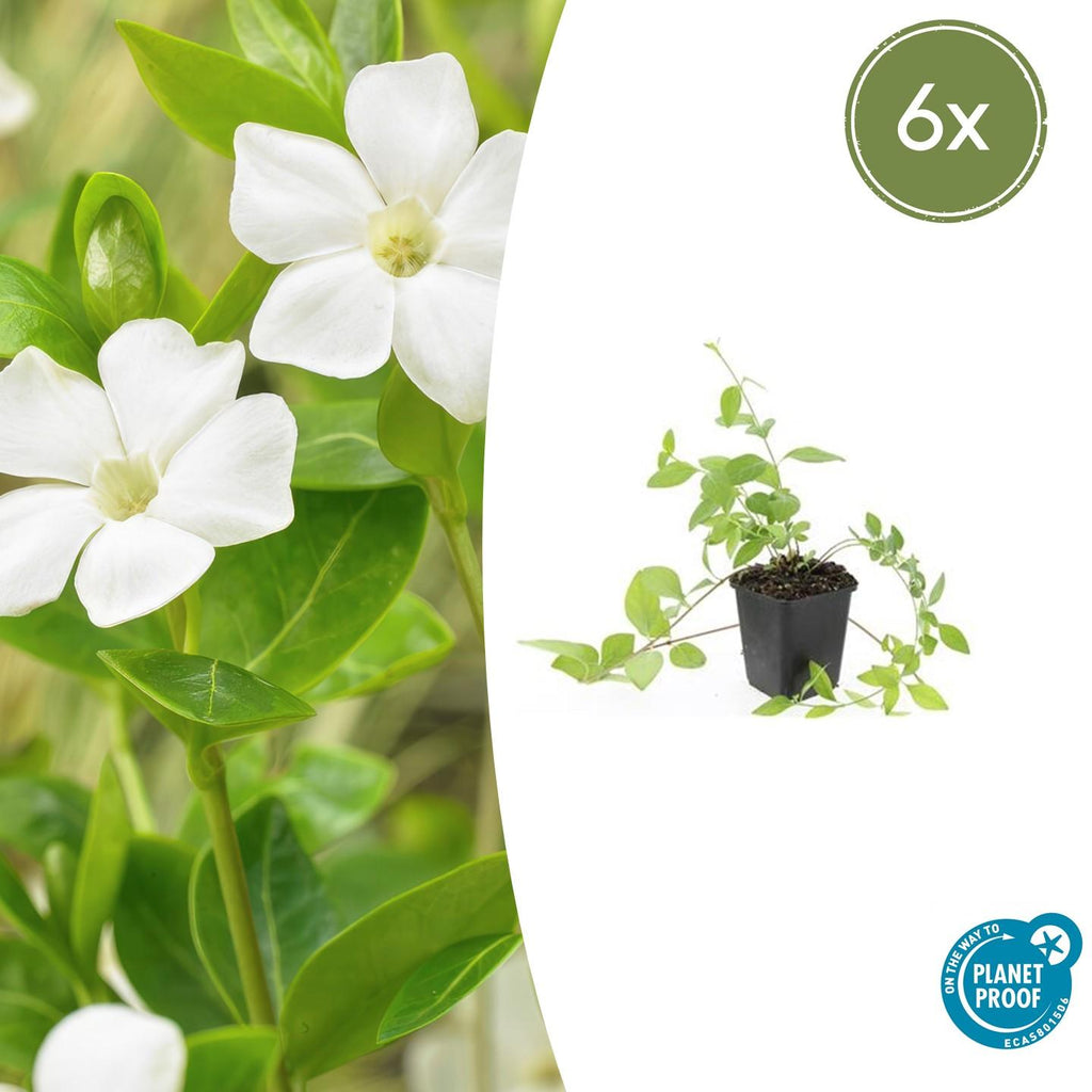 Großblättriges Immergrün Vinca major 'Alba' – Bodendecker – Ø9cm – ↕10-25cm – Weiße Blüten – pflegeleicht – Plant