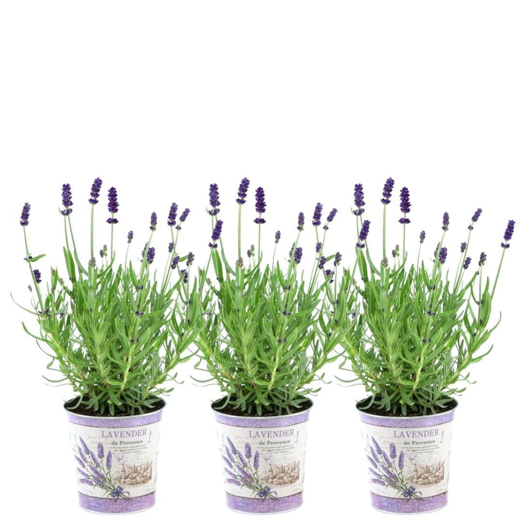 Echter Lavendel Lavandula angustifolia Felice – 3 Pflanzen im Dekotopf Lavender Print Ø13cm – Duftender & winterharter Lavendel – Plant