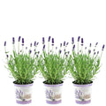 Echter Lavendel Lavandula angustifolia Felice – 3 Pflanzen im Dekotopf Lavender Print Ø13cm – Duftender & winterharter Lavendel – Plant