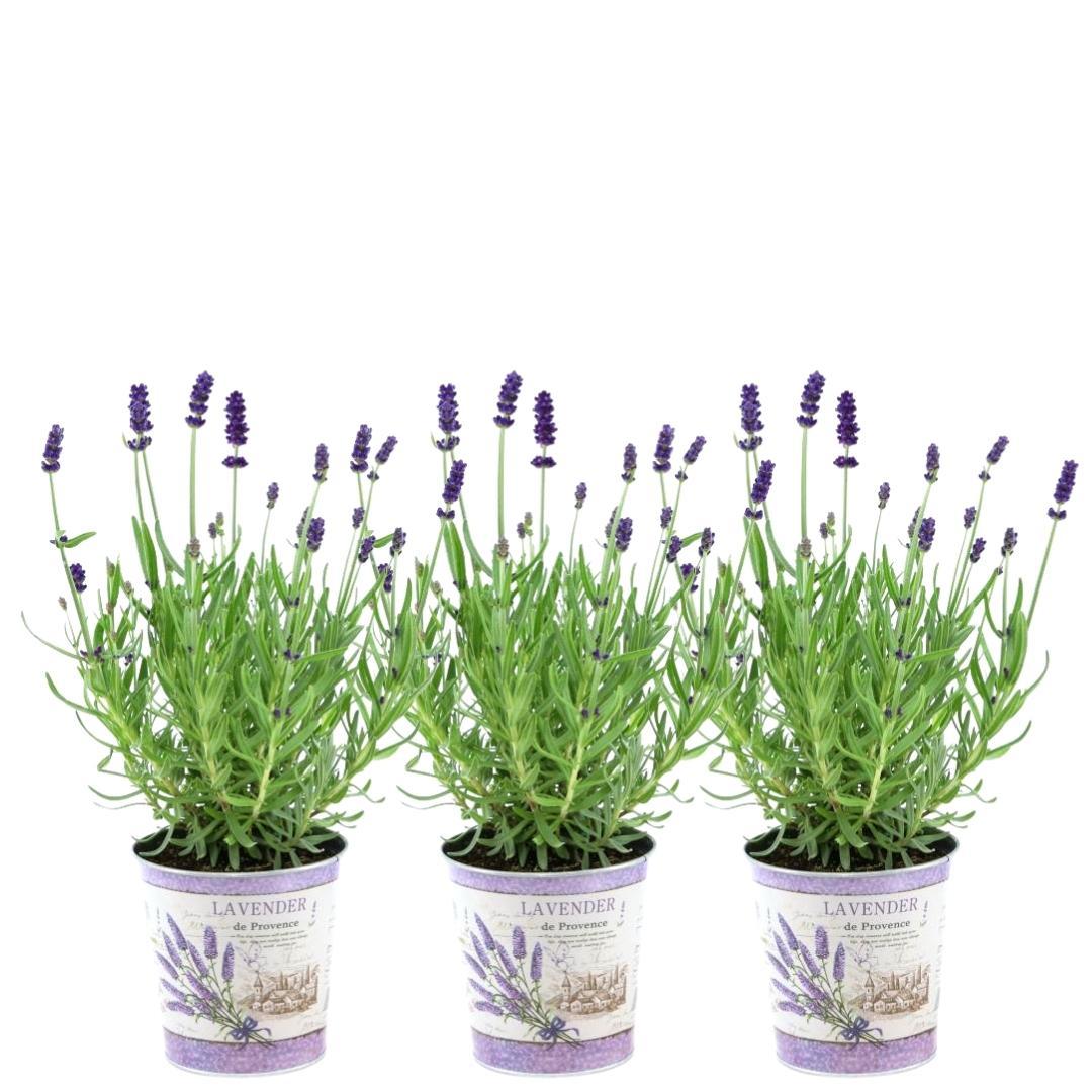 Echter Lavendel Lavandula angustifolia Felice – 3 Pflanzen im Dekotopf Lavender Print Ø13cm – Duftender & winterharter Lavendel – Plant