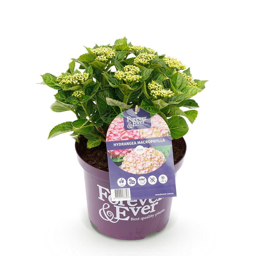 Hortensie Hydrangea macrophylla Forever & Ever Rosa – Balkonpflanze – 7-12 Blüten – Topf 23cm – Höhe 55cm – Langlebige Blüten – Plant