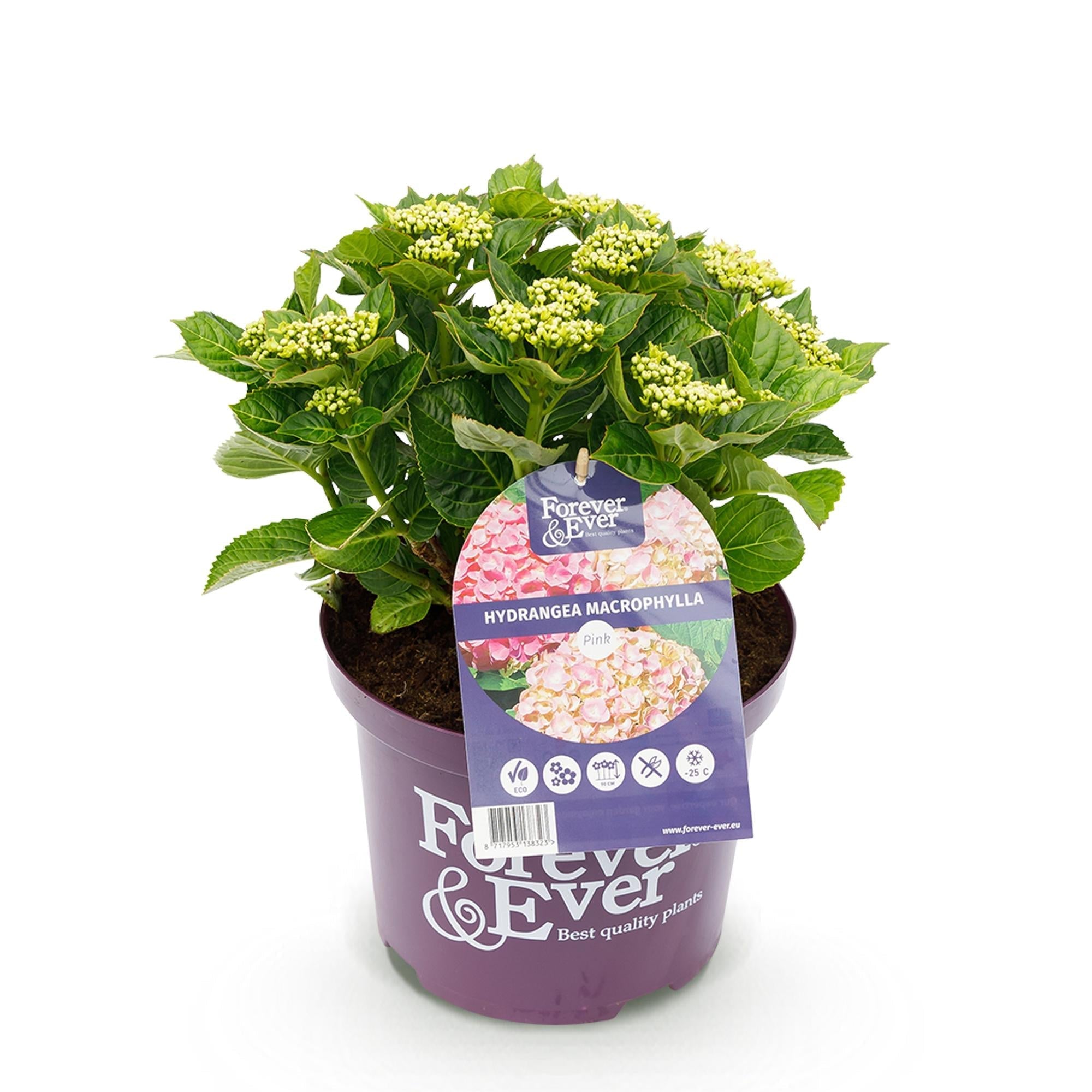 Hortensie Hydrangea macrophylla Forever & Ever Rosa – Balkonpflanze – 7-12 Blüten – Topf 23cm – Höhe 55cm – Langlebige Blüten – Plant