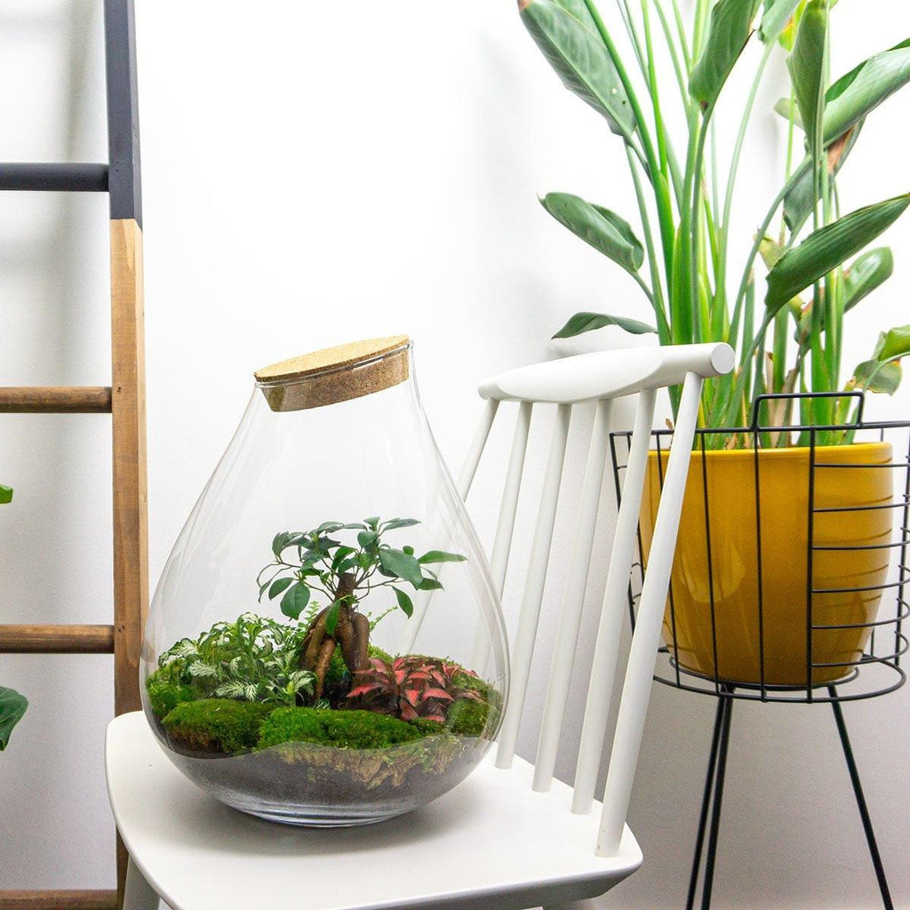 Flaschengarten DIY Bausatz - Terrarium – Drop XL – ↕ 37 cm – Plant