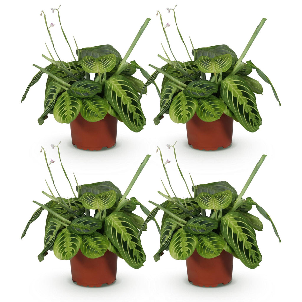 Maranta Fascinator Lemon Lime – 4 Pflanzen Set – Ø12cm Höhe 30-35cm – Gebetspflanze mit leuchtender Blattzeichnung – Haustierfreundliche Zimmerpflanze