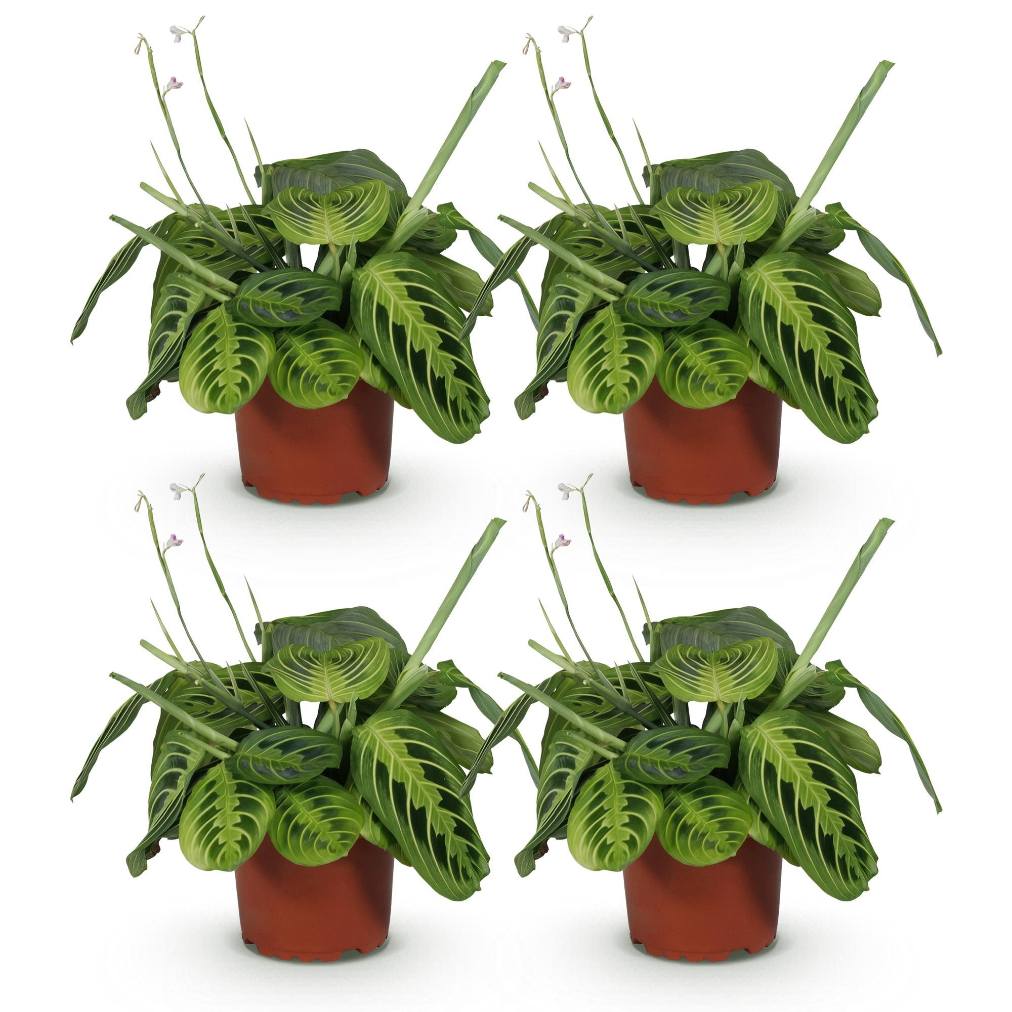 Maranta Fascinator Lemon Lime – 4 Pflanzen Set – Ø12cm Höhe 30-35cm – Gebetspflanze mit leuchtender Blattzeichnung – Haustierfreundliche Zimmerpflanze