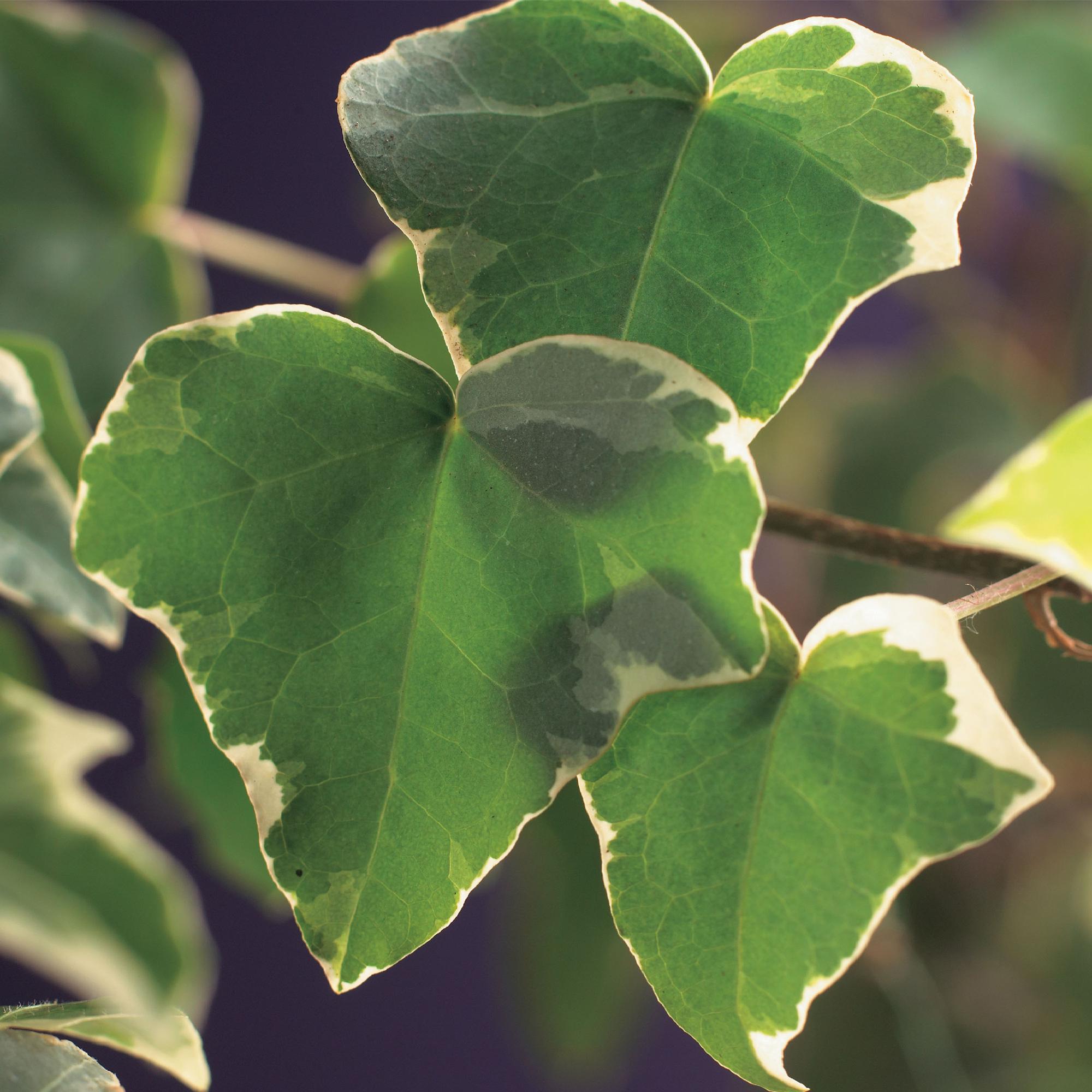 Kletterpflanze Hedera helix 'Glacier' – 2 Pflanzen – Immergrün – Blatt bunt – 11cm – Höhe 40cm – Efeu für Innen & Außen – Hängeampeln & Bodendecker – Plant