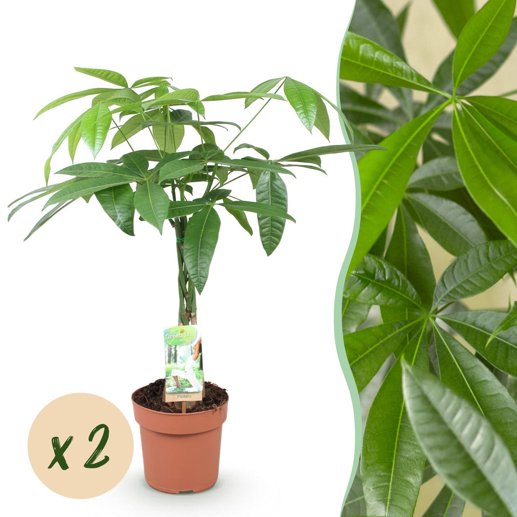 Pachira Aquatica – Geflochtener Stamm – Geldbaum – 2 Pflanzen – 60-70cm – 17cm – Pflegeleichte Zimmerpflanze mit handförmigen Blättern