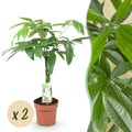 Pachira Aquatica – Geflochtener Stamm – Geldbaum – 2 Pflanzen – 60-70cm – 17cm – Pflegeleichte Zimmerpflanze mit handförmigen Blättern