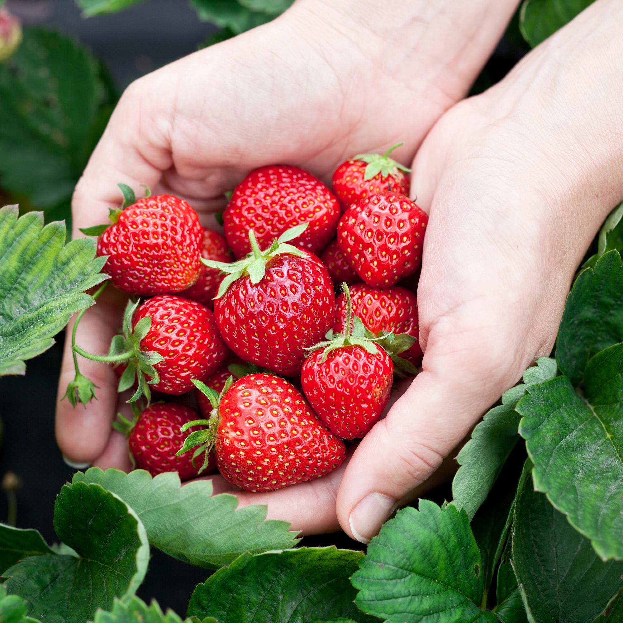 Erdbeere Fragaria Elsanta winterhart Höhe 30cm Ø9cm – Rote Erdbeere für Beet Balkon & Topf – Ertragreiche Obstpflanze mit süßem Aroma