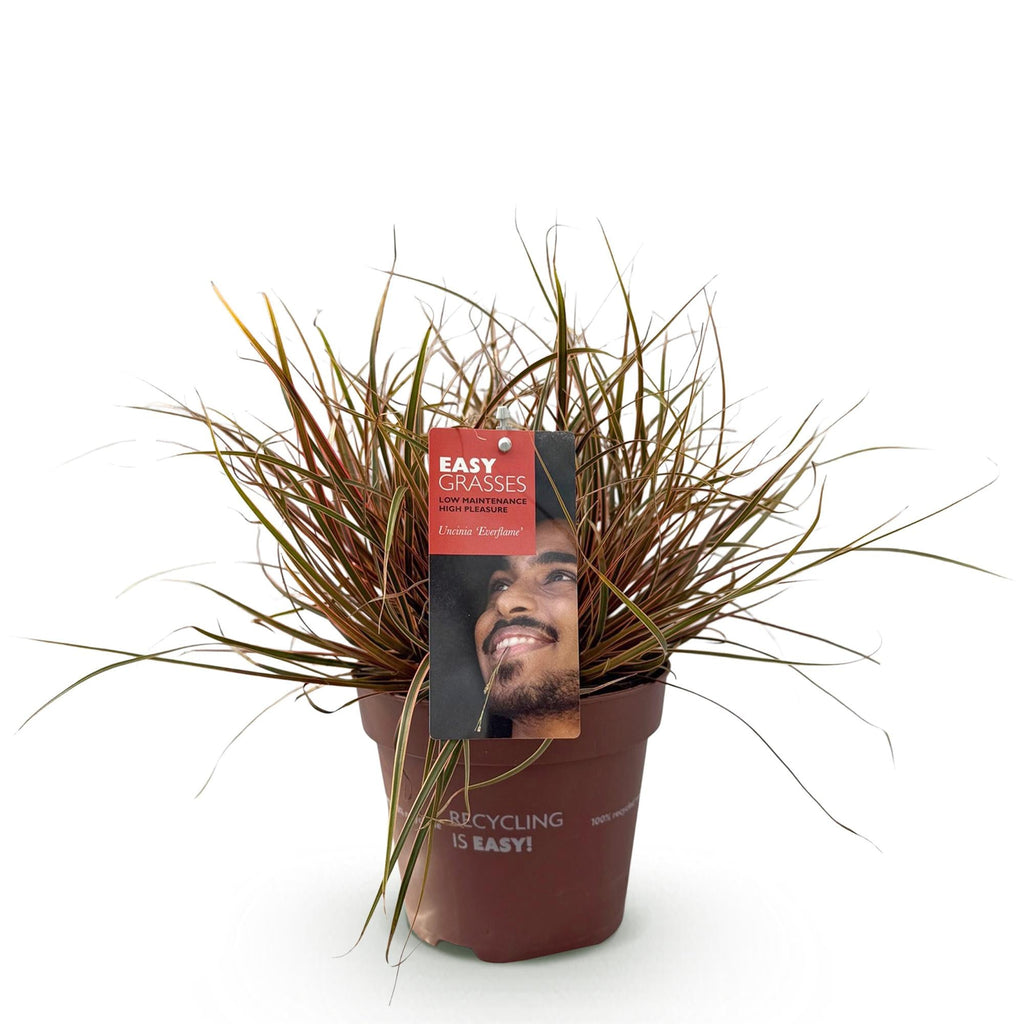 Ziergras Uncinia rubra Everflame – Mahagonigras Rot – Immergrün & winterhart – Höhe ca. 50cm – 17cm – Farbintensives Gras für Beet & Kübel – Plant