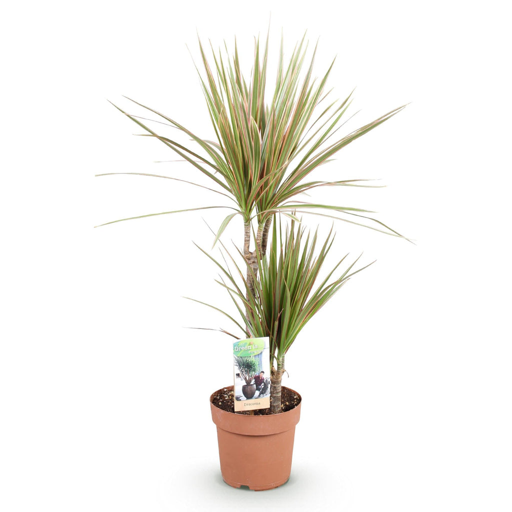 Dracaena Marginata Bicolor – Drachenbaum – 17cm – Höhe 70-75cm – Pflegeleichte rot – Plant