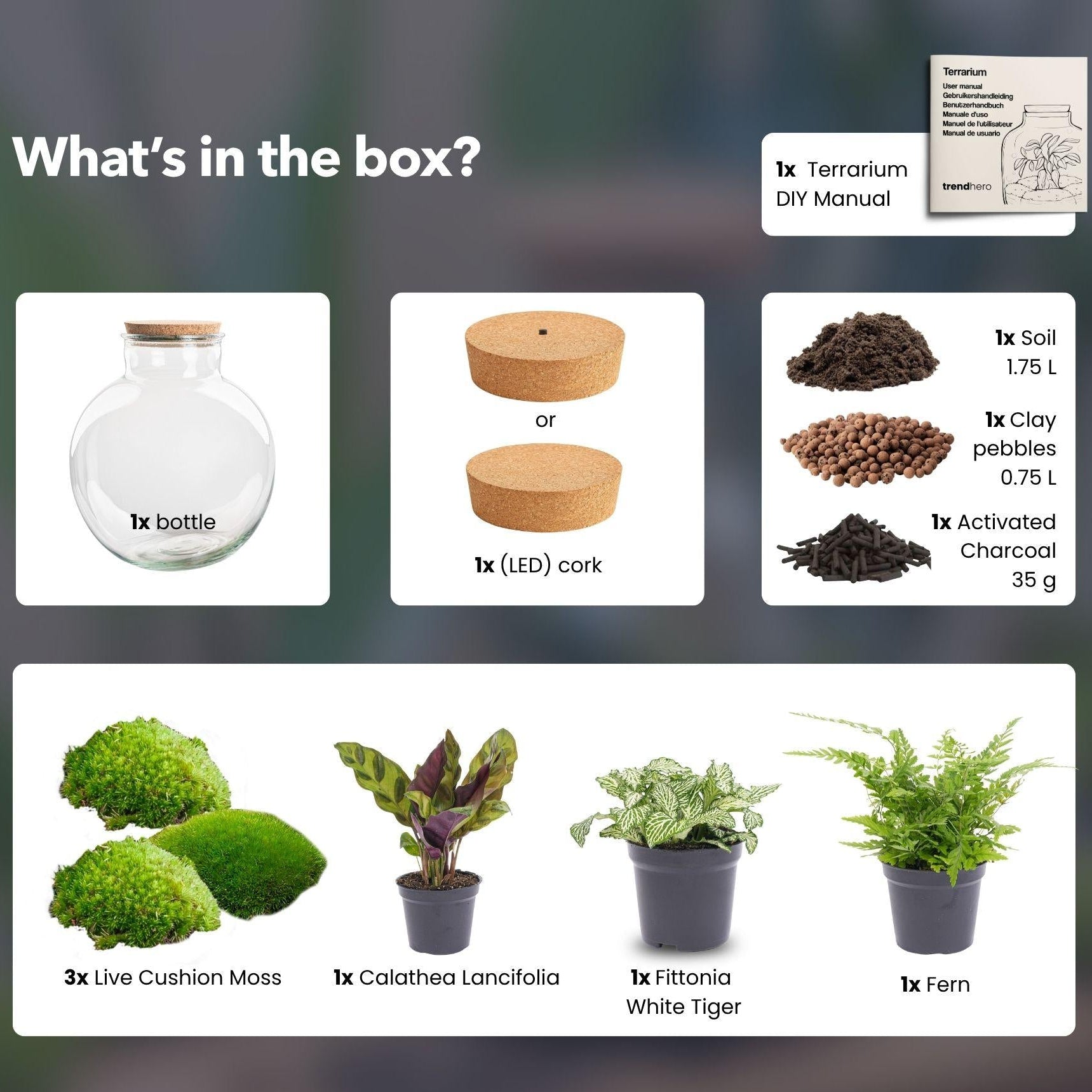 Flaschengarten Bolder Bob – Ø31cm – ↕30cm – DIY Terrarium mit Korkdeckel & Pflanzen – Selbstversorgendes Mini – Ökosystem ohne Werkzeug – Plant
