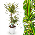 Dracaena Sunray Pflanze Mit Weißem Topf Ø21cm Höhe ca.90-100cm Drachenbaum Grün Gelb Pflegeleicht Großpflanze Für Wohnzimmer Büro & Empfangsbereich