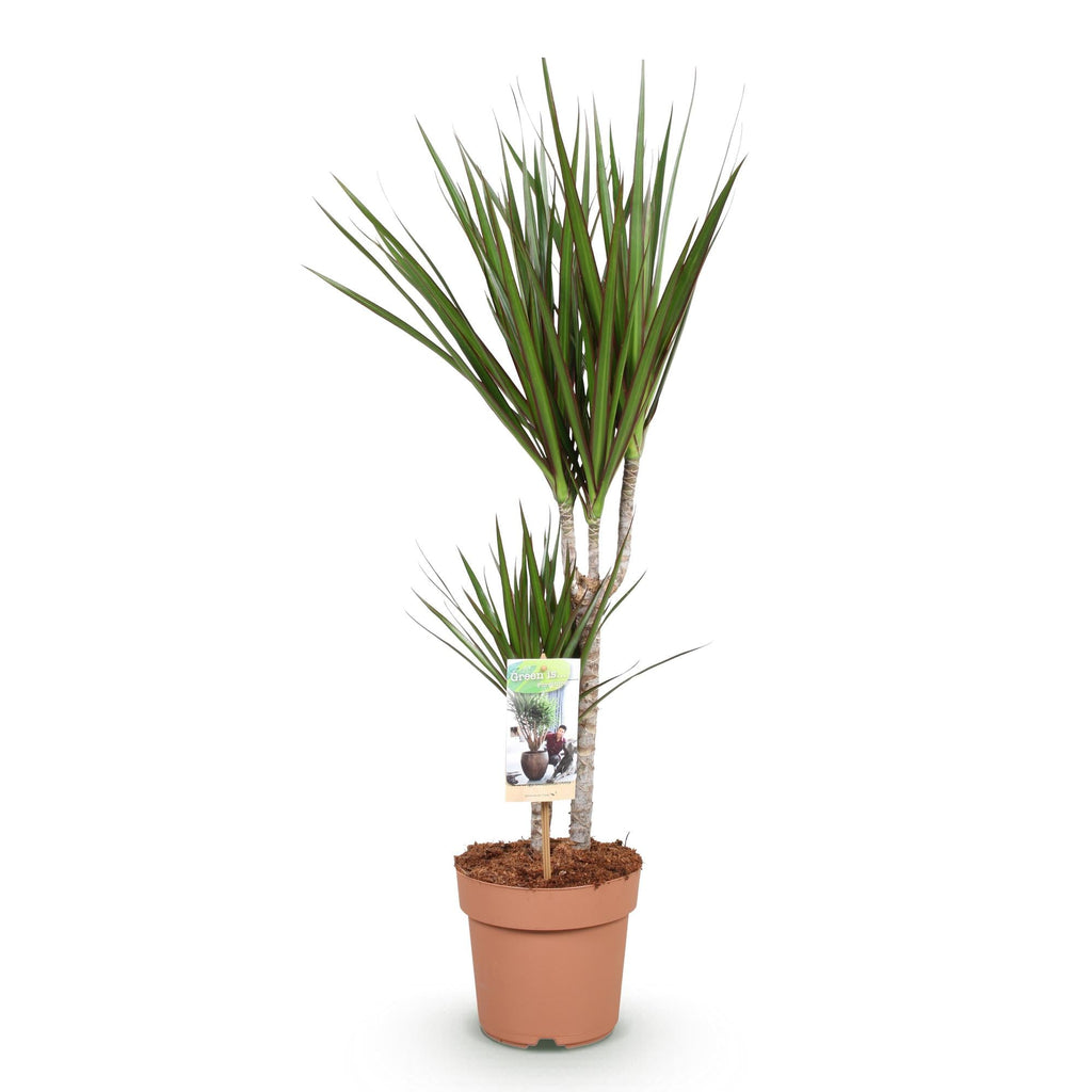 Dracaena Marginata – Drachenbaum – 17cm – Höhe 70-80cm – Pflegeleichte grüne Zimmerpflanze mit elegantem Blattwerk für Wohn – und Arbeitsräume – Plant