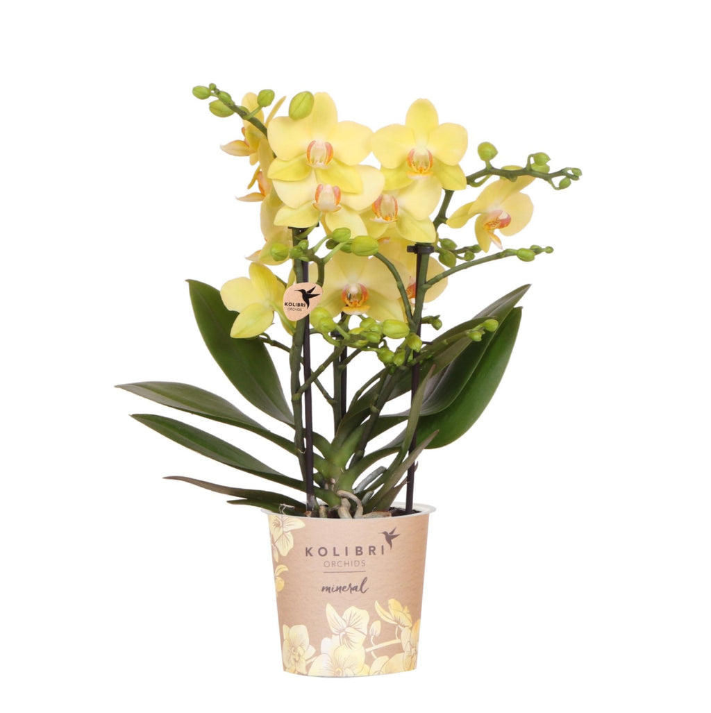 Gelbe Phalaenopsis Orchidee 'Albenga' – Ø9cm – Zimmerpflanze mit 2-3 Blütenstielen – Lange Blütezeit – Pflegeleicht – Direkt vom Züchter – Plant