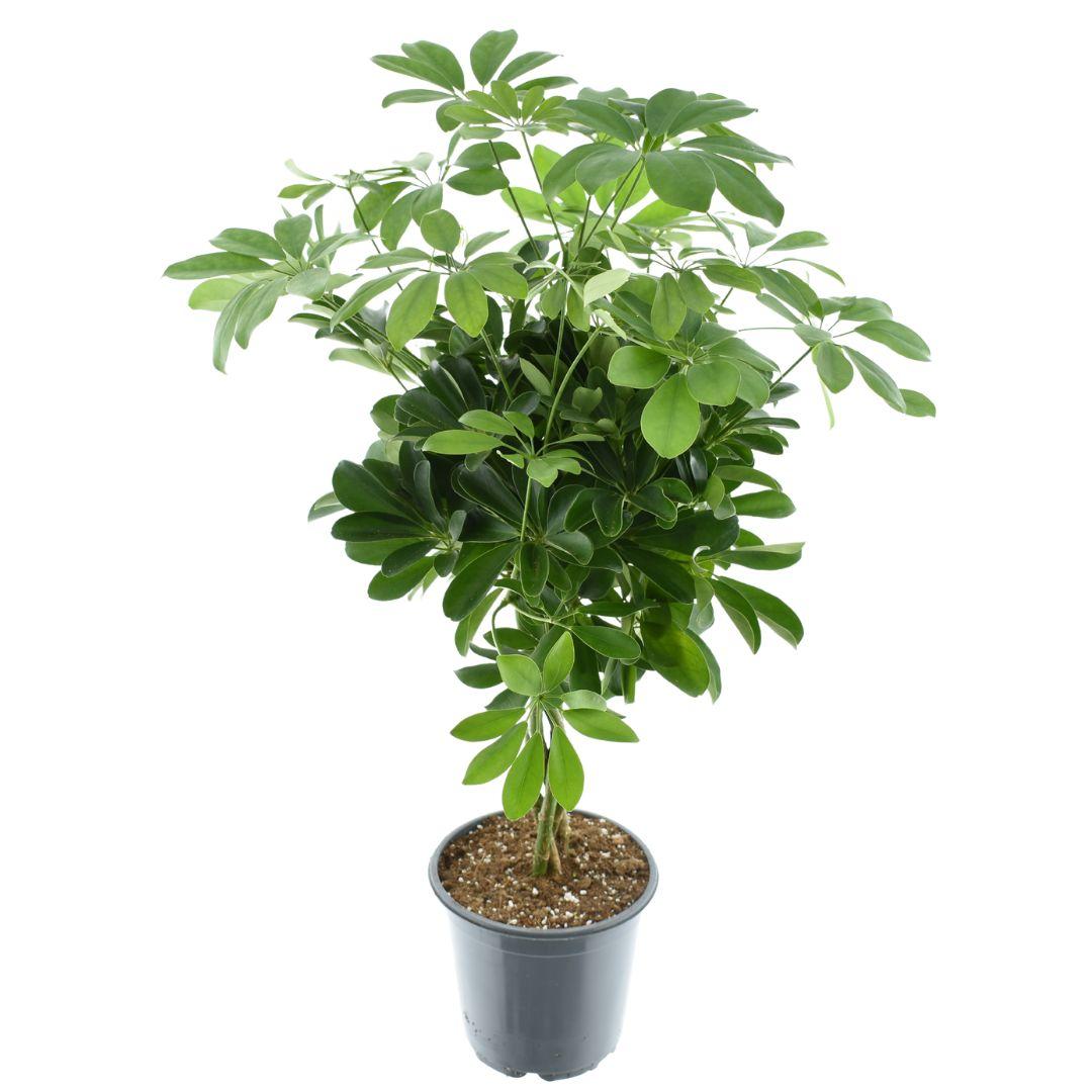 Schefflera Compacta 'Nora' – Zimmerpflanze – Ø21cm – ca. 75cm hoch – Kompakter Strahlenaralien-Busch – Pflegeleicht & luftreinigend – Für helle Innenräume – Plant