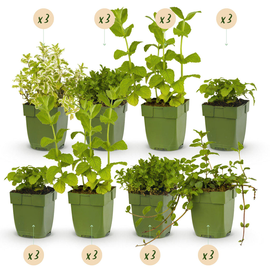 Staudenset – Kräuter – 24 Teekräuter – Stauden für 3 m² – Aromatisch & Duftend – Pflegeleicht – Verschiedene Sorten – Ø11cm – Plant