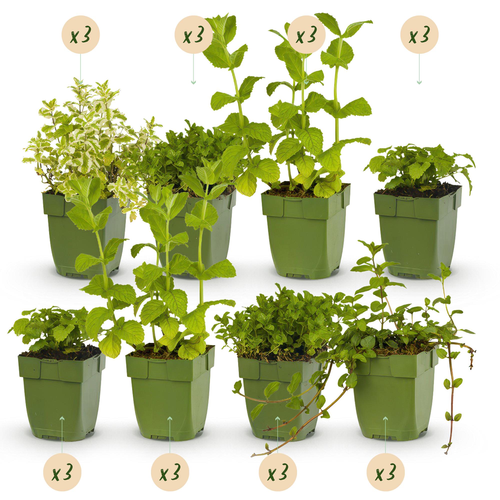 Staudenset – Kräuter – 24 Teekräuter – Stauden für 3 m² – Aromatisch & Duftend – Pflegeleicht – Verschiedene Sorten – Ø11cm – Plant