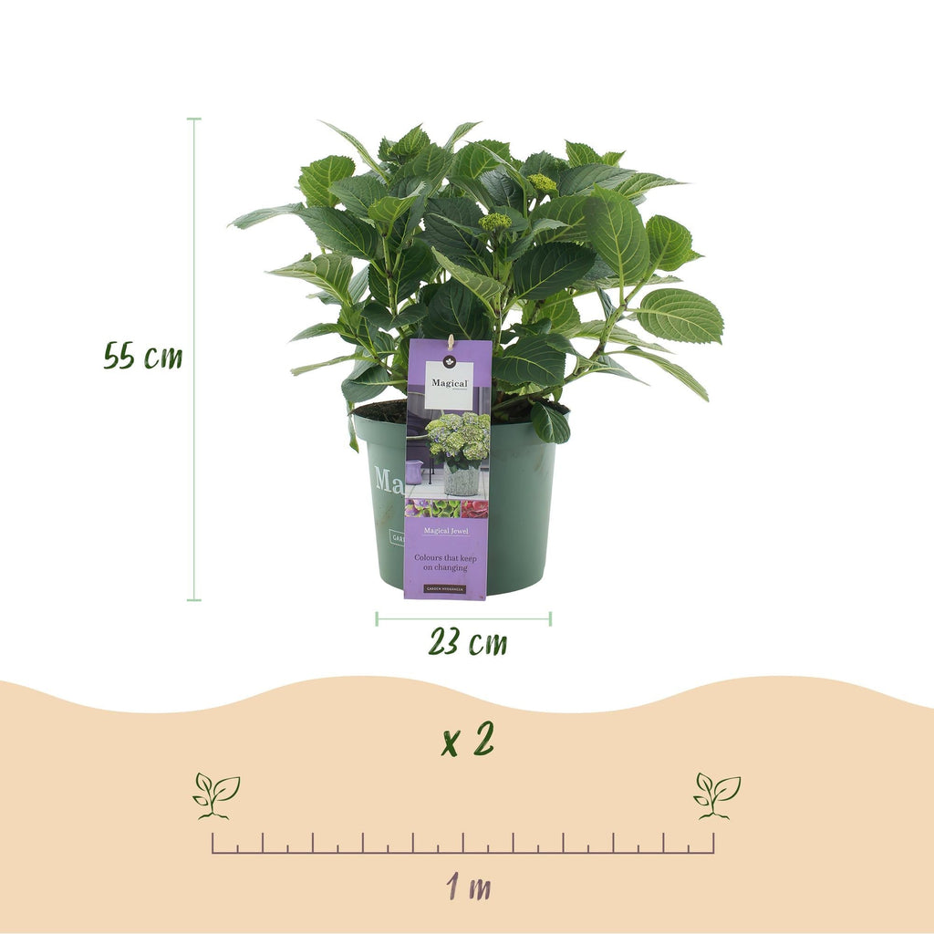 Hortensie Magical Jewel Blue – Hydrangea macrophylla – Blau – Balkonpflanze – 23cm Ca. 55cm hoch – 6-10 Blüten – Für Balkon, Terrasse & Beet – Plant