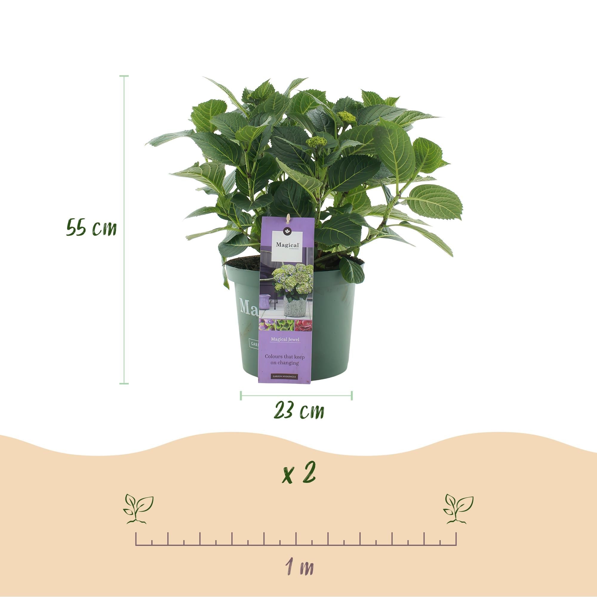 Hortensie Magical Jewel Blue – Hydrangea macrophylla – Blau – Balkonpflanze – 23cm Ca. 55cm hoch – 6-10 Blüten – Für Balkon, Terrasse & Beet – Plant