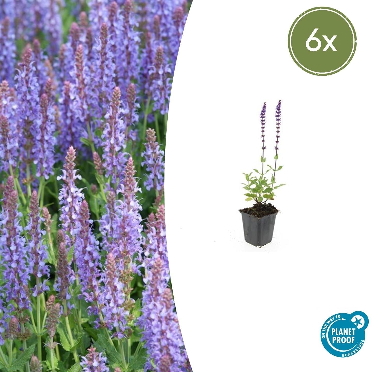 Blüten Salbei Salvia nemorosa Caradonna – ↕10-25cm – Ø9cm – Tiefviolett – Bienenfreundlich – Pflegeleicht – Sonniger Standort – Plant