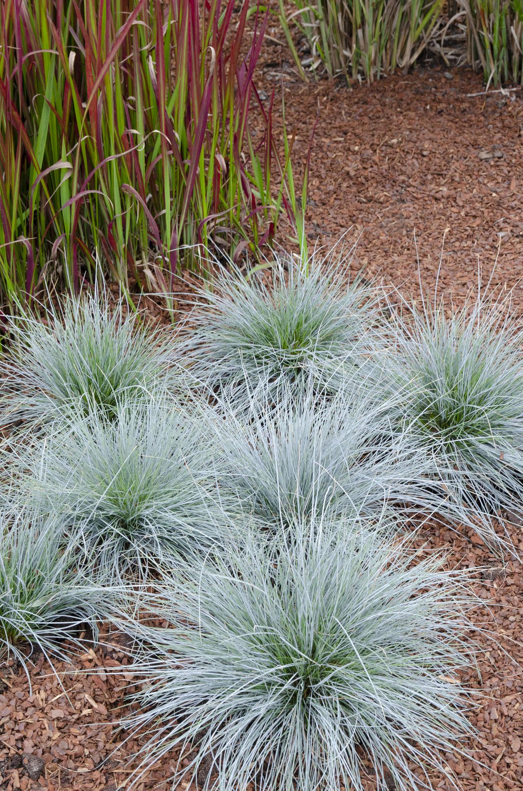 Blauschwingel Festuca glauca Azura Blue Ø14cm – Höhe ca.30cm – silberblaues Ziergras winterhart & immergrün – Plant