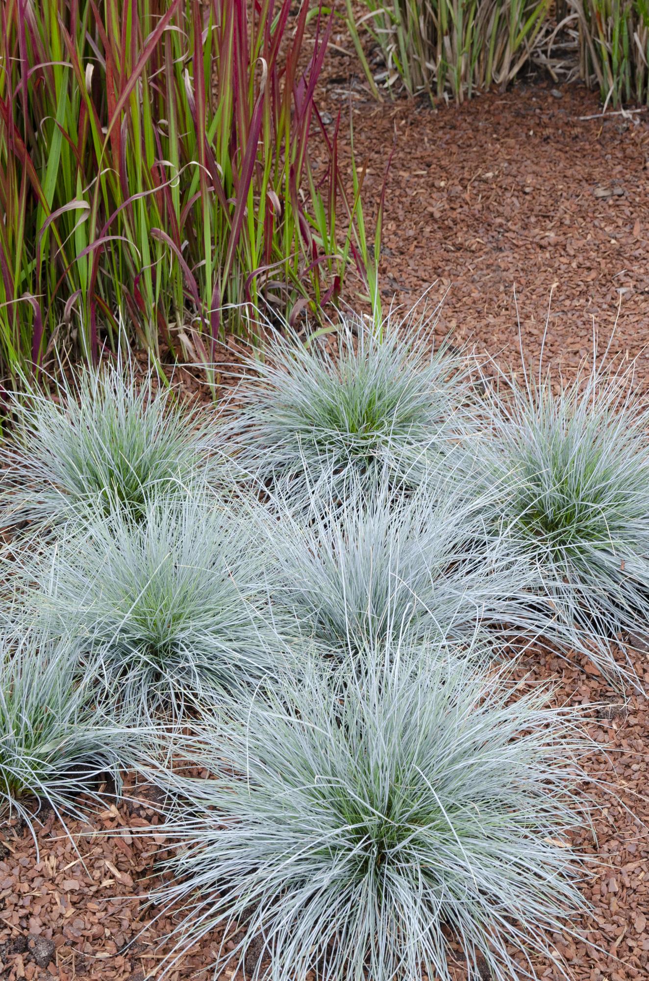 Blauschwingel Festuca glauca Azura Blue Ø14cm – Höhe ca.30cm – silberblaues Ziergras winterhart & immergrün – Plant