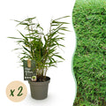 Bambus Fargesia rufa – Immergrün – Grüner Bambus für Hecke, Garten & Terrasse – Ø14cm Höhe ca. 35cm – Plant