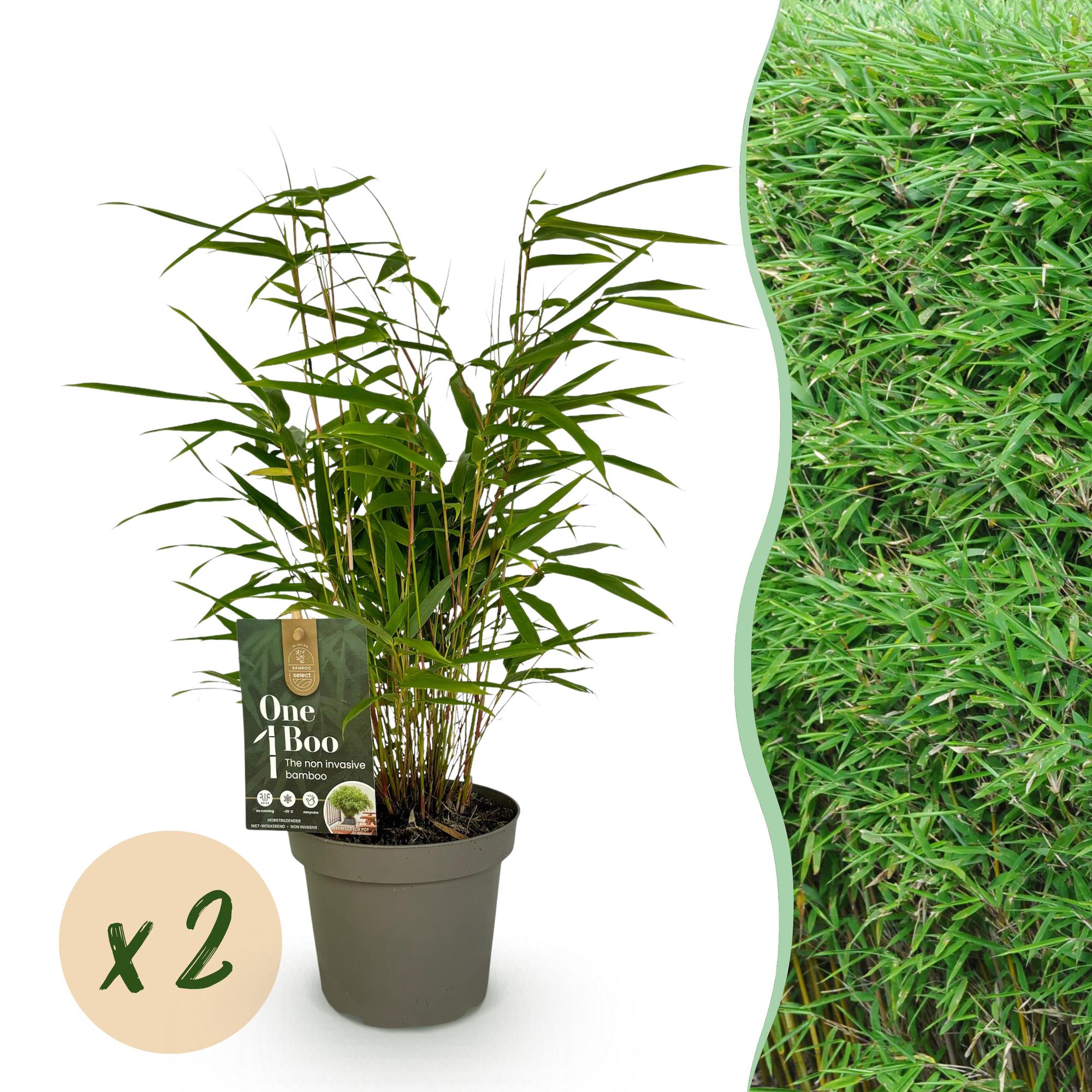 Bambus Fargesia rufa – Immergrün – Grüner Bambus für Hecke, Garten & Terrasse – Ø14cm Höhe ca. 35cm – Plant