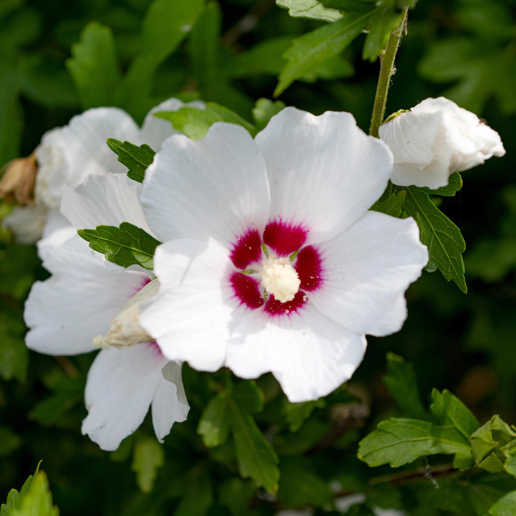 Garteneibisch Hibiscus syriacus Red Heart – Blüte Weiß mit Rotem Herzen – Strauch – Wenig Pflege – 17cm x H45cm – Sommerblüher & Bienenfreundlich – Plant
