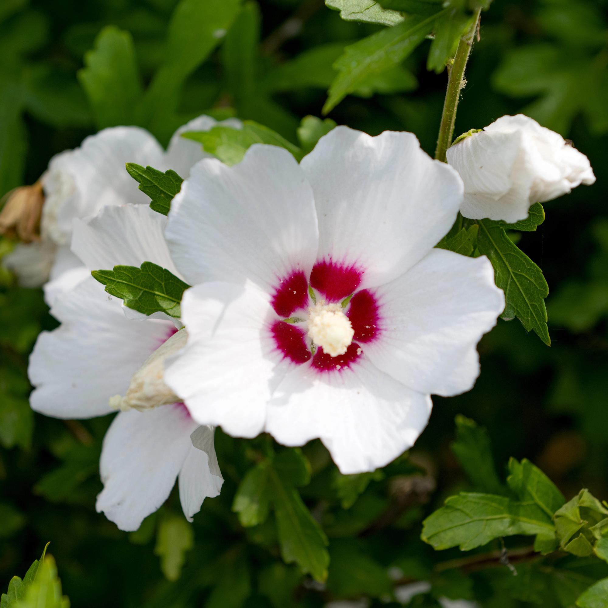 Garteneibisch Hibiscus syriacus Red Heart – Blüte Weiß mit Rotem Herzen – Strauch – Wenig Pflege – 17cm x H45cm – Sommerblüher & Bienenfreundlich – Plant