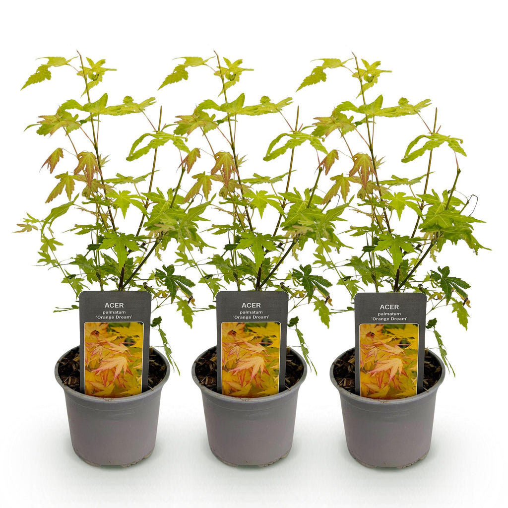 Acer palmatum Orange Dream – 3 Pflanzen – 12cm – Höhe ca. 35cm – Pflegeleicht
