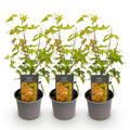 Acer palmatum Orange Dream – 3 Pflanzen – 12cm – Höhe ca. 35cm – Pflegeleicht